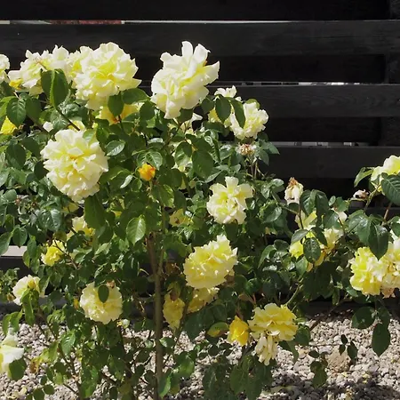 Hortensia - 350m From The Sea By Interhome Σπίτι διακοπών Egernsund