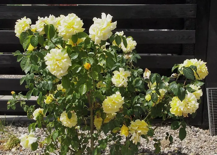 Hortensia - 350m From The Sea By Interhome Feriehus Egernsund